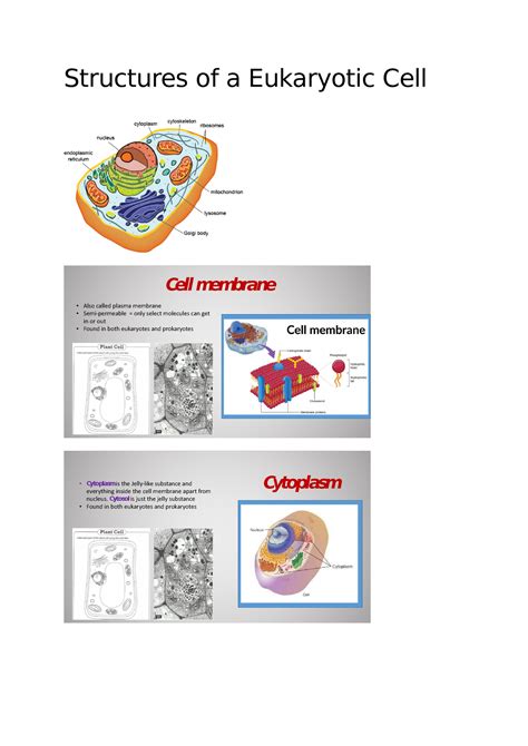 Structures Of A Eukaryotic Cell Cytosol Is Just The Jelly Substance