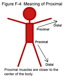 Upper Extremity Anatomy Kinesiology EXAM 1 Flashcards Quizlet