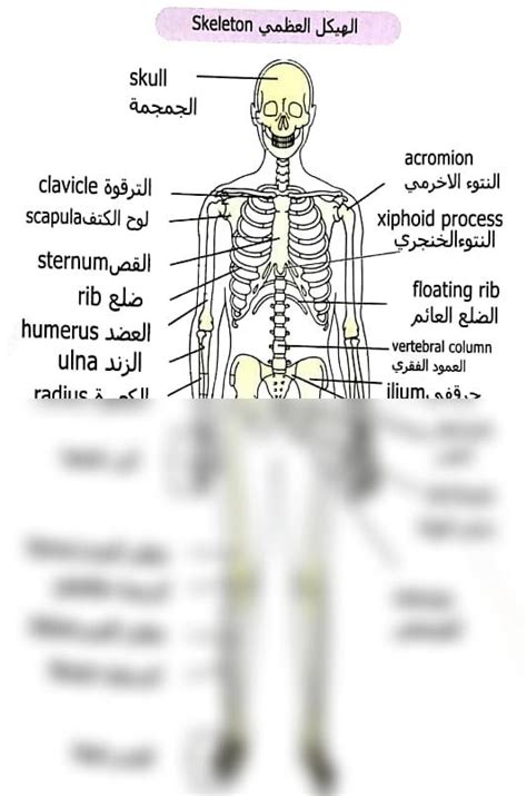 SOLUTION: Anatomy of skeleton - Studypool