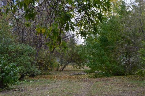 A Dense Vegetation Near A Building Stock Photo - Image of lawn, falling ...