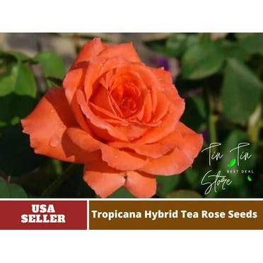 PEMDASGARDEN 30 Rare Dark Purple Rose Seeds (4 Pack) - Walmart.com