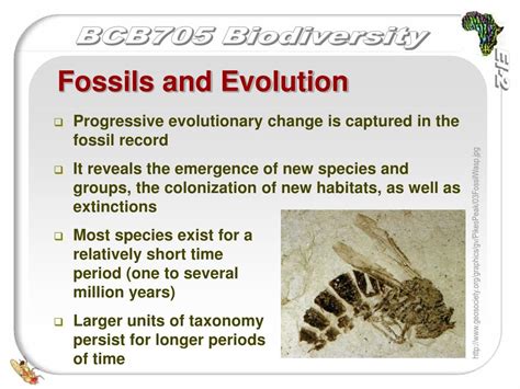 PPT Evolution The Fossil Record PowerPoint Presentation Free