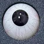 Sexy Blonde Big Booty Sex Doll Eileen 163cm Zlovedoll