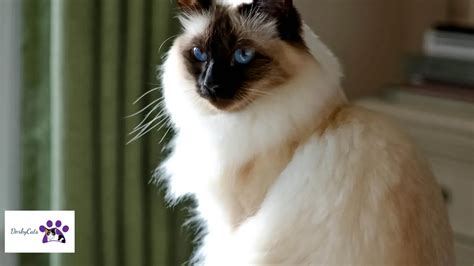 15+ MOST BEAUTIFUL CAT BREEDS FOR CAT LOVERS! - DorkyCats