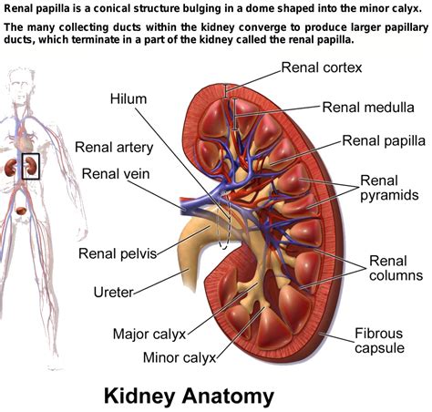 what are Renal papillae?