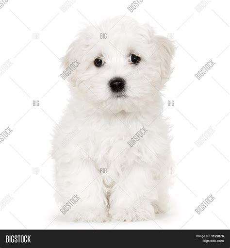 Puppy Maltese Dog Image And Photo Free Trial Bigstock