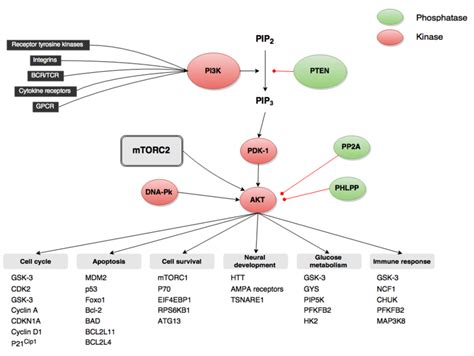 Pathways Signalisation PI3K Akt Anticorps Enligne Fr