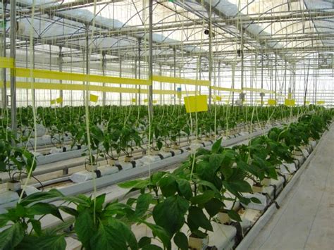 THM Tecnologías de la Horticultura Mediterránea Control biológico en