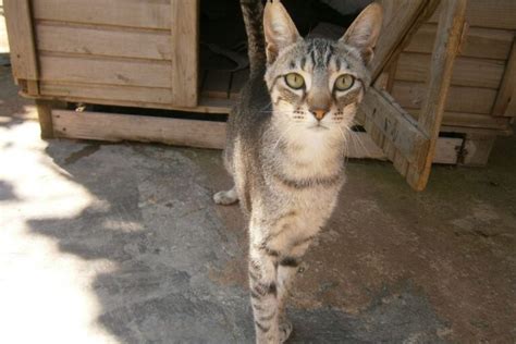 Dove Adottare Un Gatto In Abruzzo Da Chi Andare E A Chi Rivolgersi