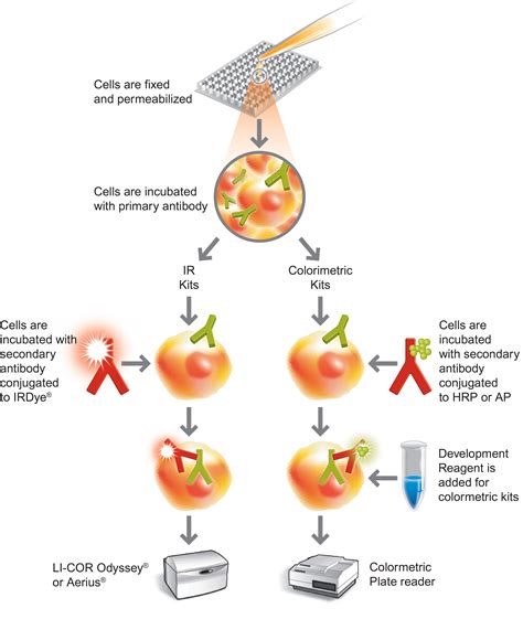 In Cell Elisa Ice Kits Abcam