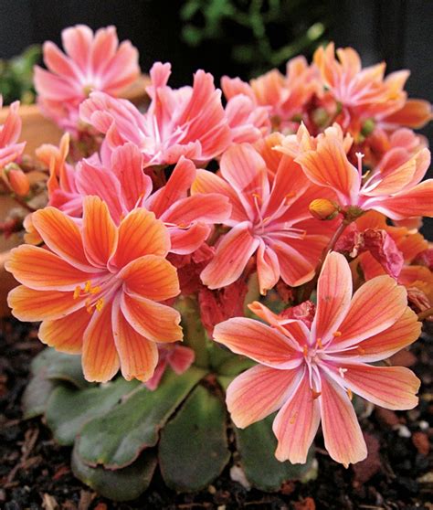 Lewisia Sunset Strain Lewisia Cotyledon Bitterroot Quart Pot