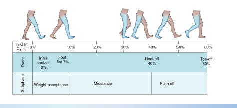 Gait Biomechanics Flashcards Quizlet