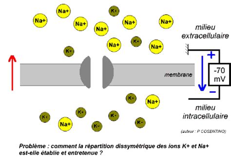 Les propriétés des nerfs Etablissement et maintien du potentiel de repos