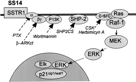 Schematic Representation of the Proposed Signal Transduction Pathway ...