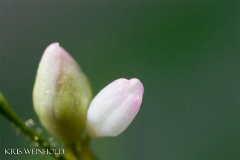 Polygonum Flowers…-- Guitarfish