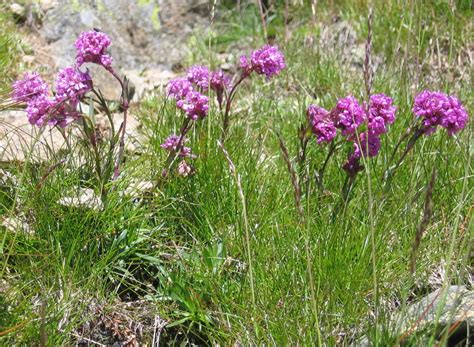 Lychnis alpina | North American Rock Garden Society