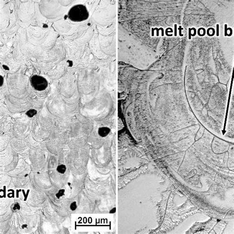 Microstructure Of The Ti 30Nb Alloy Prepared By SLM In As Built State