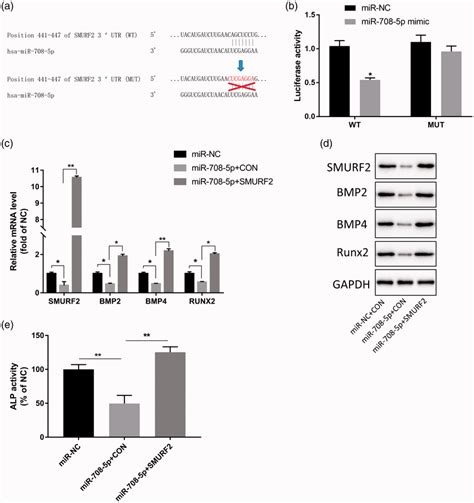 Mir 708 3p Inhibitor Inhibits Osteoclast Induced Differentiation Of