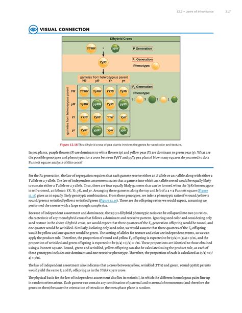 Chapter 12 Mendel S Experiments And Heredity Part 9 VISUAL CONNECTION