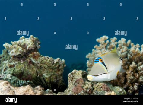 Arabian Picasso Triggerfish Rhinecanthus Assasi Stock Photo Alamy