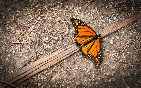 Monarch Butterfly Sanctuary - California