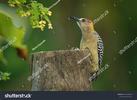 Hoffmanns Woodpecker Melanerpes Hoffmannii Resident Breeding Stock