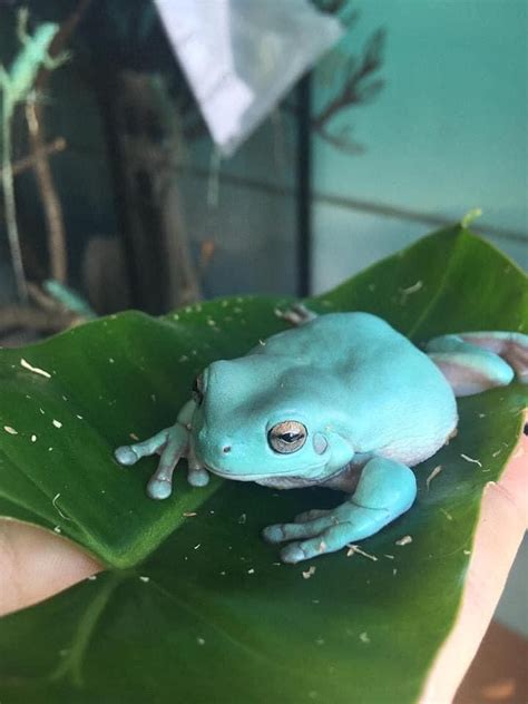 Best White Tree Frog Enclosure | Whites tree frog, Tree frogs, Pet frogs