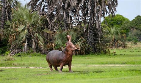 Katavi Nationalpark Fotosafaris Und Safari Empfehlungen Natouralist