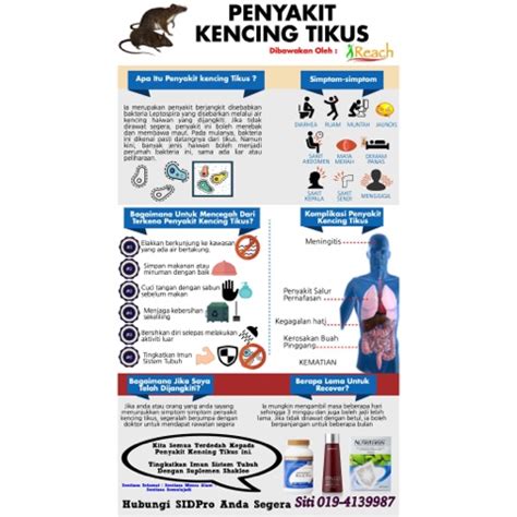 Penyakit Kencing Tikus | Sihat dan cergas semulajadi