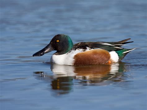 Northern shoveler