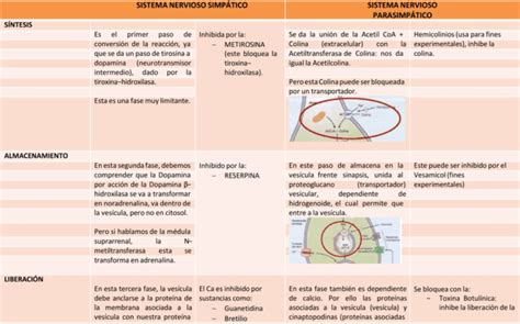 Cuadros Comparativos Sistema Nervioso Simp Tico Y Parasimp Tico