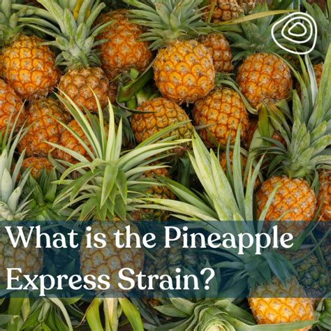 What Is The Pineapple Express Strain