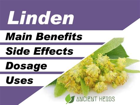 Linden Benefits, Uses, Dosage & Side Effects