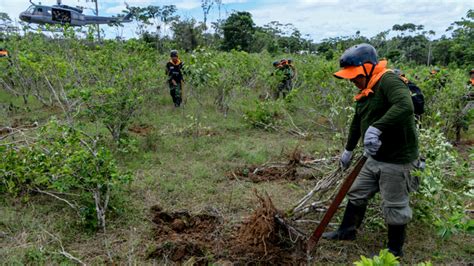 Más De 16 Mil Hectáreas De Cultivos Ilegales De Coca Fueron Destruidas