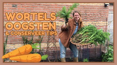 Wortel Oogst Moestuin Voorbereiden Wortels Conserveer Tips Youtube