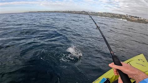 Sydney Kingfish Following My Kayak And Catching Snapper And Bonito Too