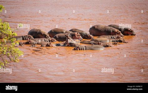 Group Of Hippo Hippopotamus Amphibius Bathing In Red Galana River