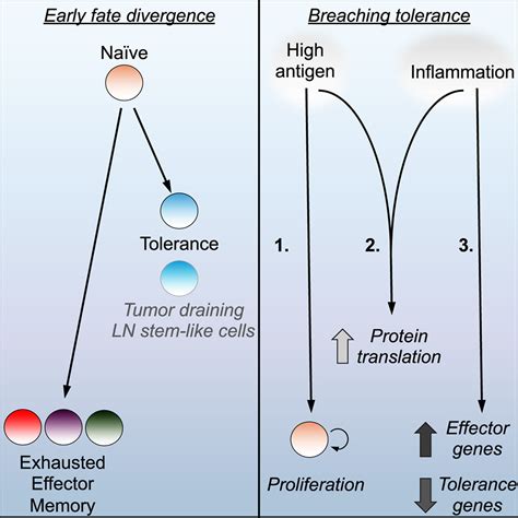 The Cd8 T Cell Tolerance Checkpoint Triggers A Distinct