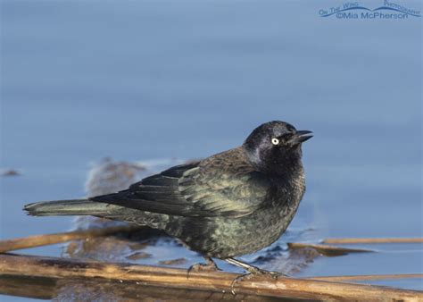 Male Brewers Blackbird And His Iridescent Feathers Mia Mcpherson S