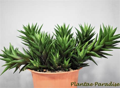 Haworthia India S 1 Online Garden Store Buy Cactus Succulent Plants