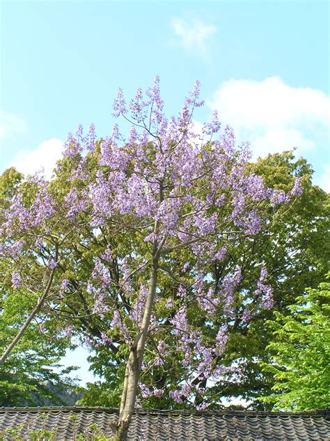 桐の木。桐の花。 桐の木・桐材・桐のお話