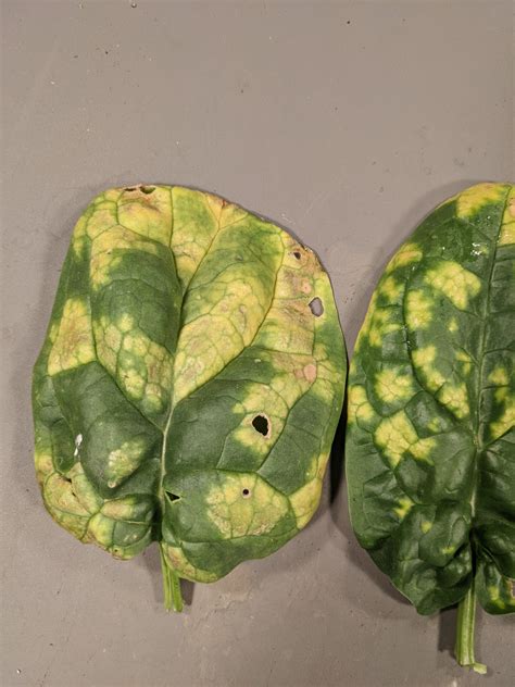 Downy Mildew Of Spinach Purdue University Vegetable Crops Hotline