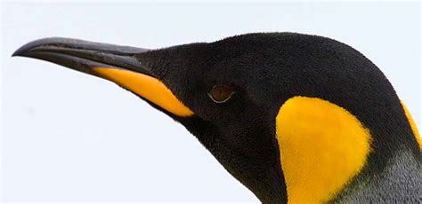 Every Single Species of Penguin with Yellow Hair