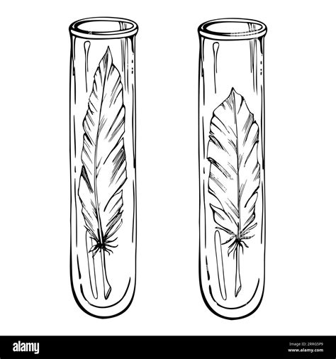 Hand Drawn Ink Vector Glass Vial Test Tube With Bird Feather Sketch