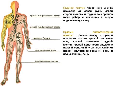Функциональная анатомия лимфатической системы - презентация онлайн