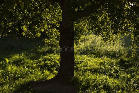 Tree In Park In Summer Hot Day Stock Image Image Of Colourful Land