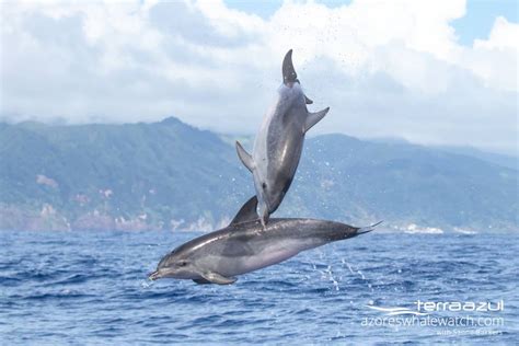 The Summer Continues Azores Whale Watching Terra Azul™