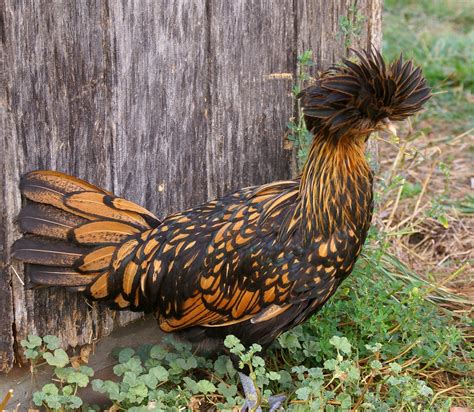 Fancy Chicken At The Harvey Firestone Farm At Greenfield V Flickr