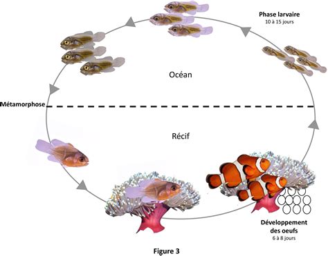 Les Larves De Poissons Coralliens Un Nouveau Mod Le D Tude De La