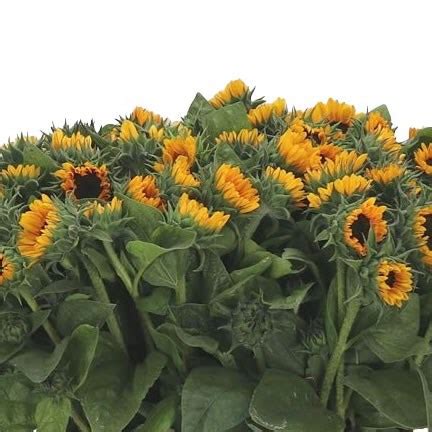 Sunflowers Sonja Mini 60cm Wholesale Dutch Flowers Florist